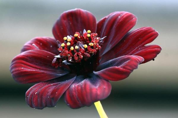 Noms des fleurs les plus rares du monde - Cosmos chocolat (Cosmos atrosanguineus)