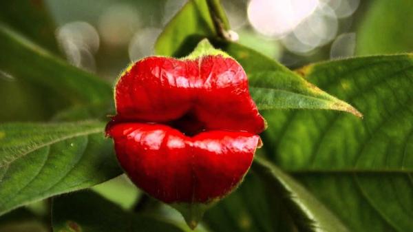 Noms des fleurs les plus rares du monde - Plante à bisous (Psychotria Elata)