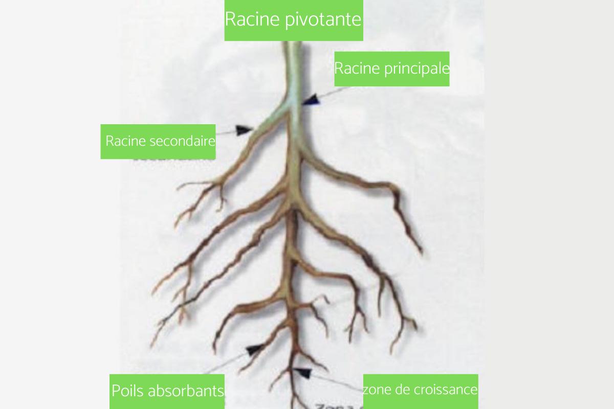Les différents TYPES de RACINES Noms, Caractéristiques et Photos