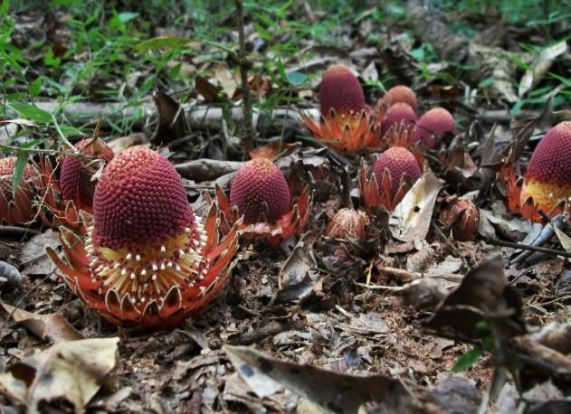Les différents TYPES de RACINES - Noms, Caractéristiques et Photos