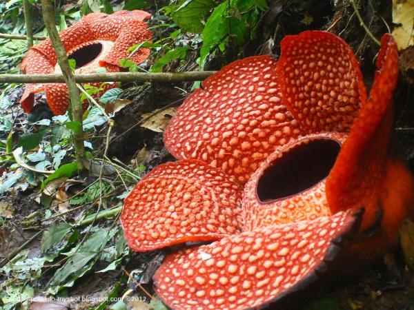 Noms des fleurs les plus rares du monde - Rafflésie d'Arnold (Rafflesia arnoldii)