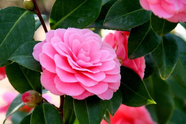 Noms des fleurs les plus rares du monde - Rose du Japon (Camellia japonica)