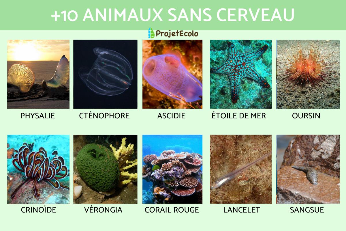 Animaux sans cerveau