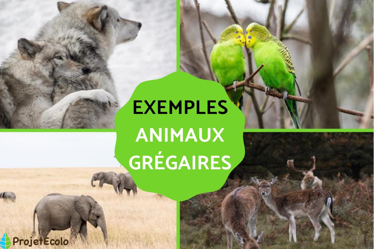 Animaux grégaires - Définition, exemples et caractéristiques