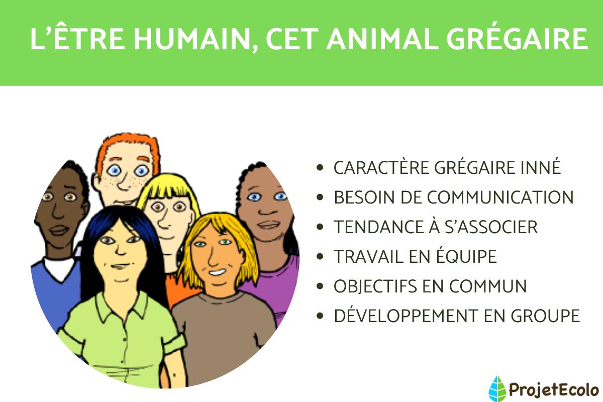 ANIMAUX GRÉGAIRES DÉFINITION, EXEMPLES et CARACTÉRISTIQUES