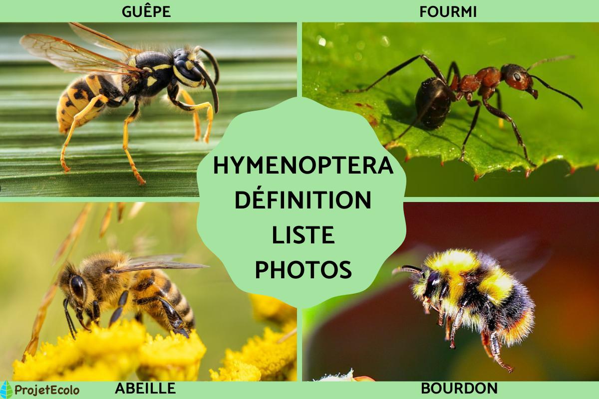Hyménoptères : définition, liste, photos