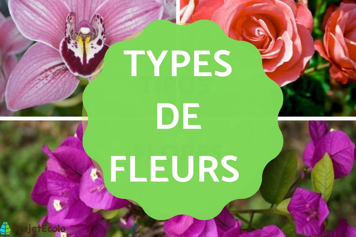 Les types de fleurs