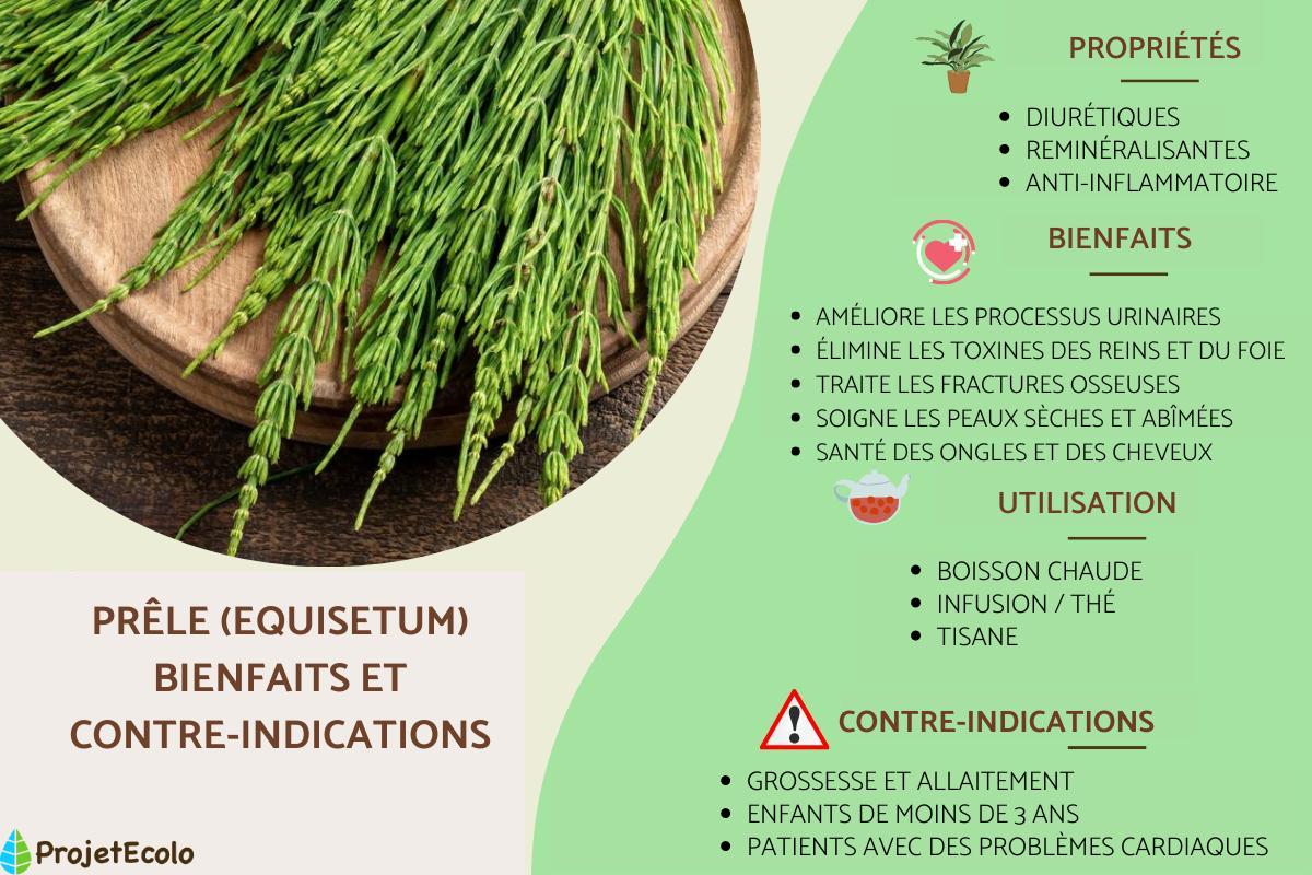 Prêle : bienfaits, utilisation et contre-indications