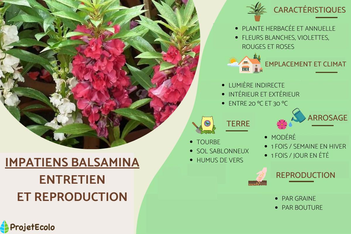 Impatiens balsamina : entretien, arrosage et reproduction