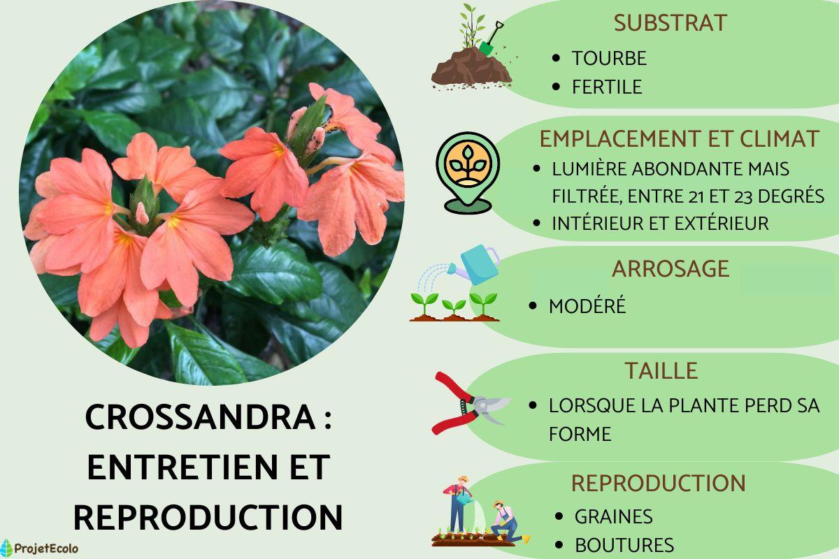 Crossandra : entretien et reproduction