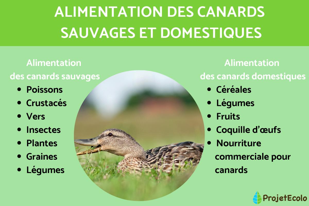 Alimentation des canards sauvages et domestiques