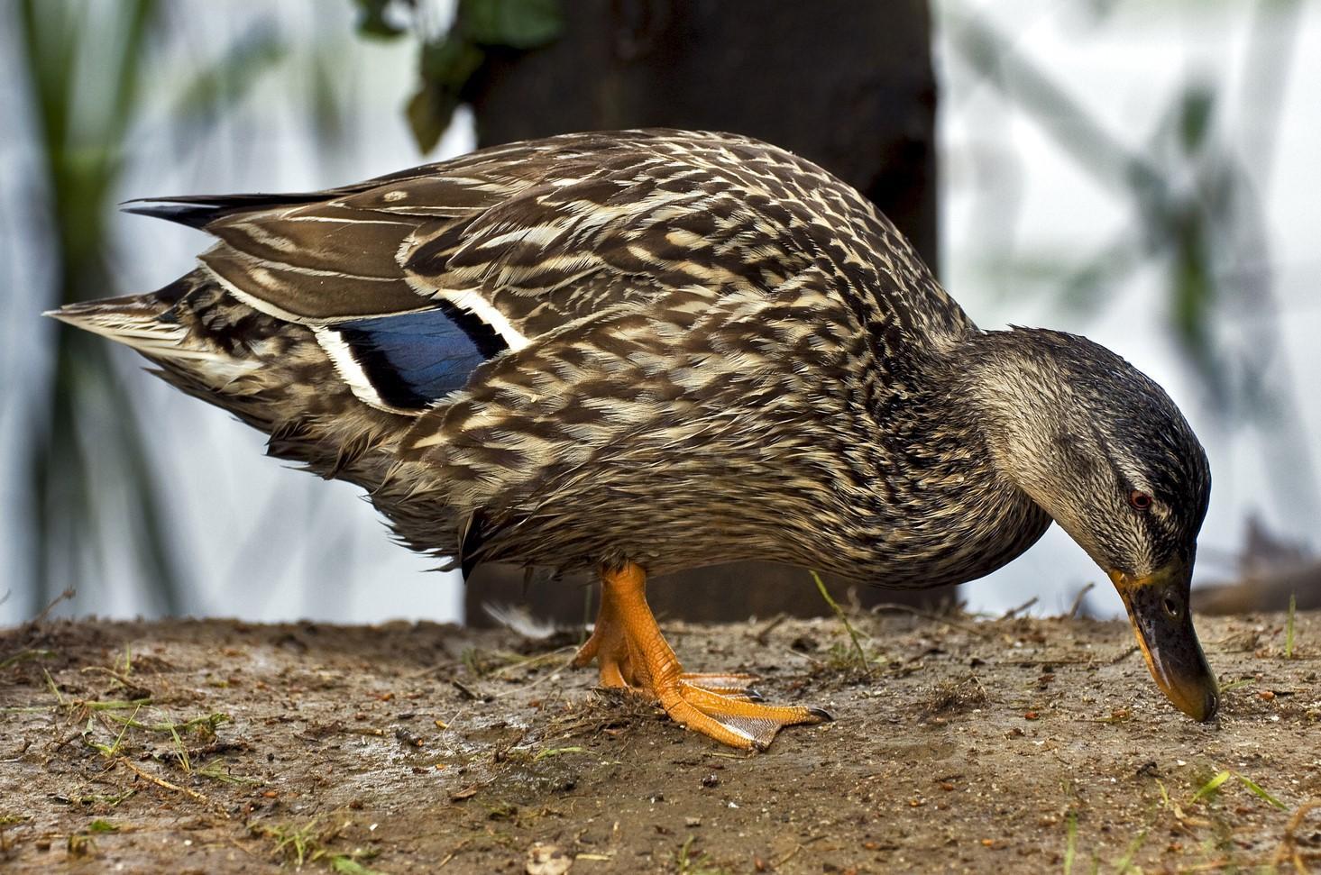 Que MANGENT les CANARDS ? Découvrez leur ALIMENTATION