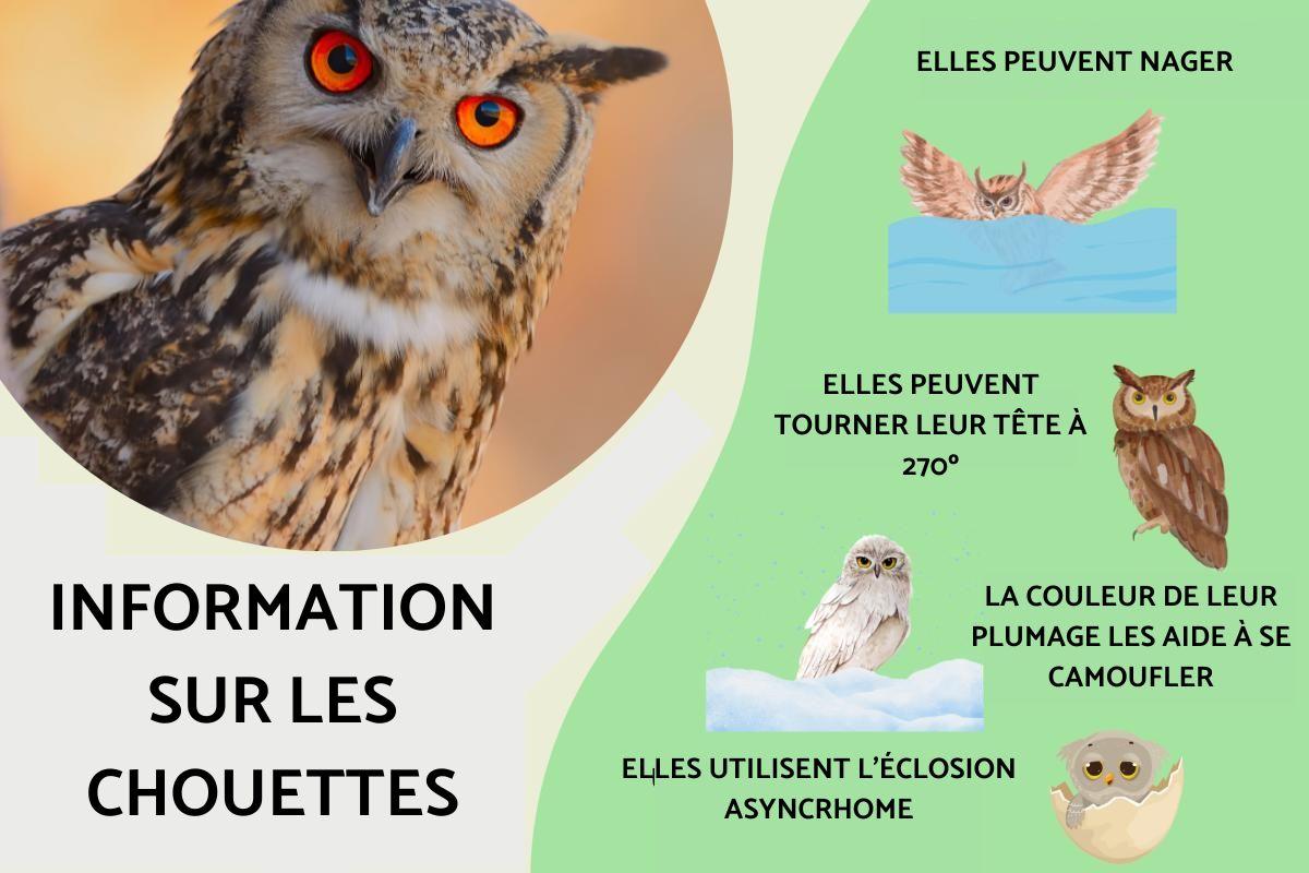 Information sur la chouette