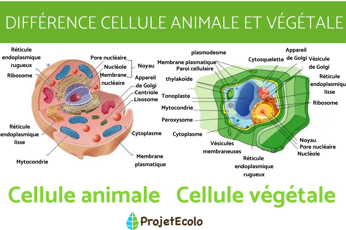 Différence entre cellule animale et végétale