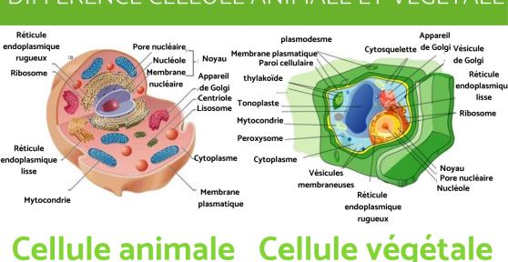 Différence entre cellule animale et végétale