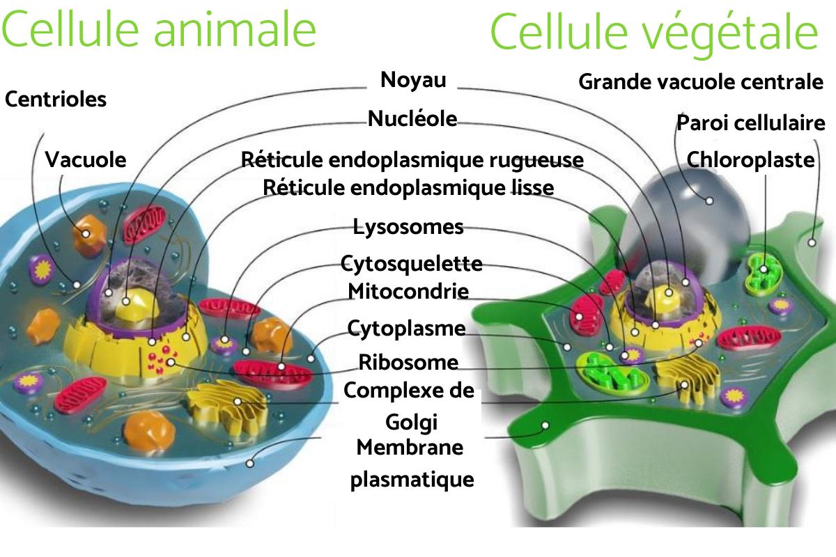 Difference Entre Cellule Animale Et Cellule Vegetale Différence entre cellule ANIMALE et VÉGÉTALE - SCHÉMA et TABLEAU