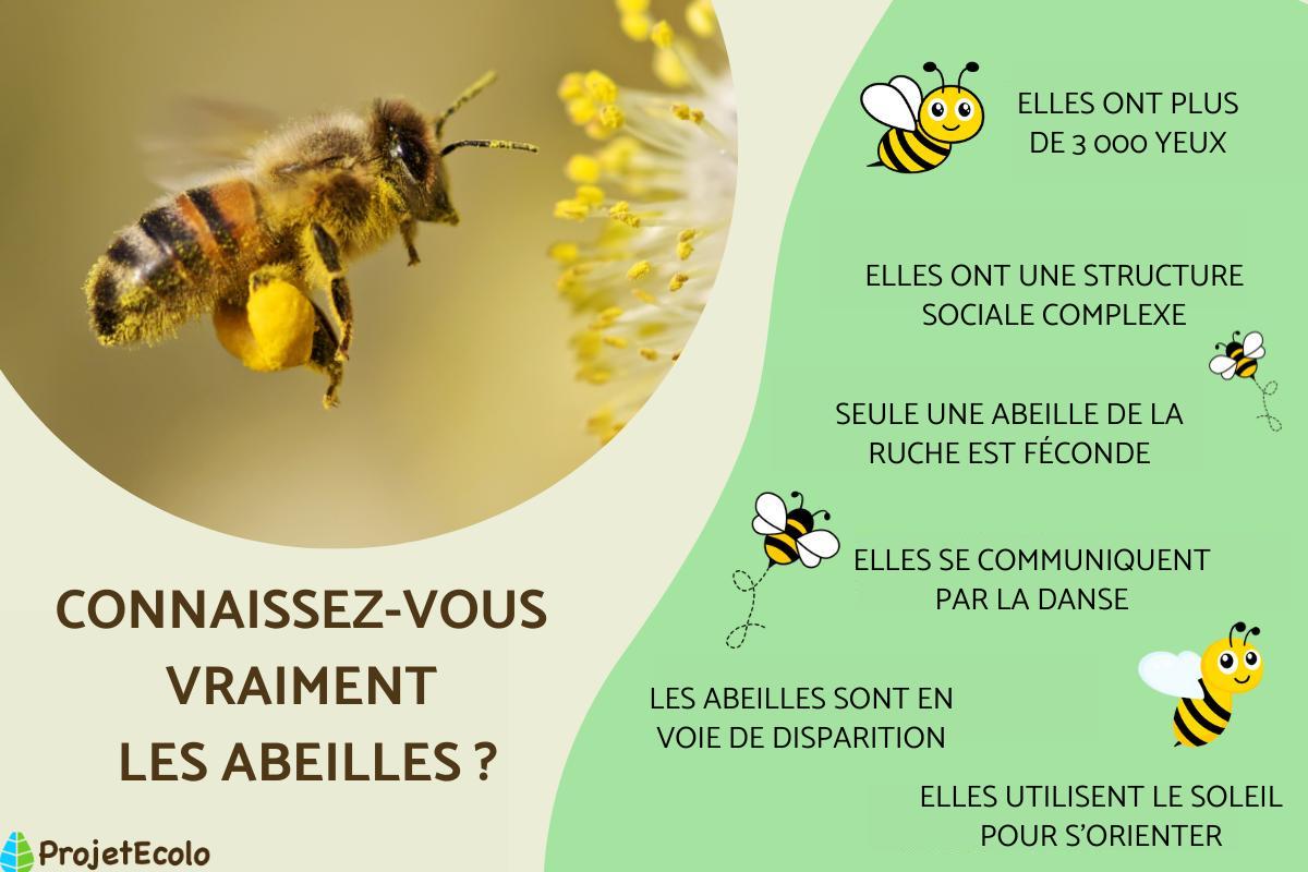 ABEILLE CARACTÉRISTIQUES, REPRODUCTION, PIQÛRE, COMMUNICATION