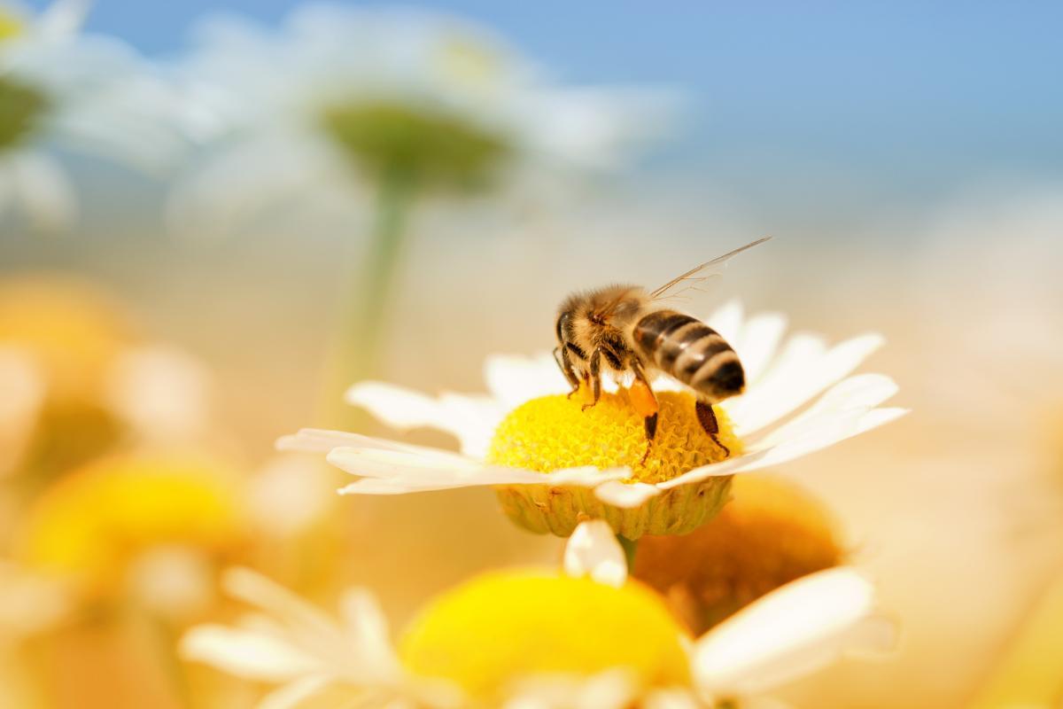 ABEILLE CARACTÉRISTIQUES, REPRODUCTION, PIQÛRE, COMMUNICATION