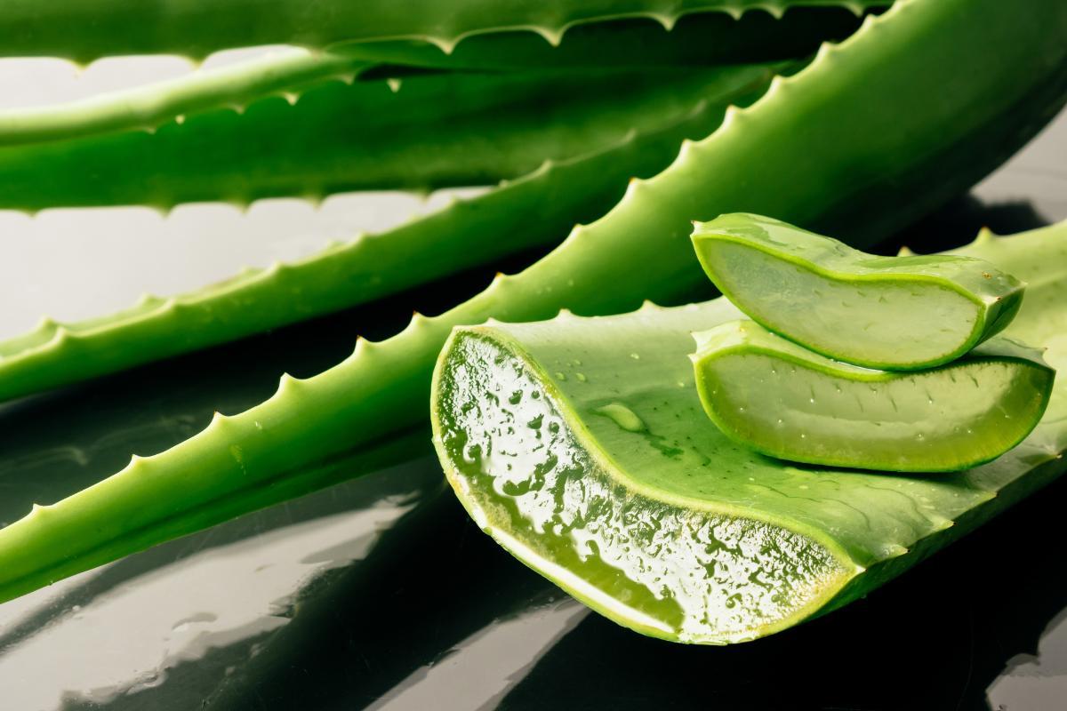 Les 14 ANTIBIOTIQUES NATURELS les plus PUISSANTS — free download