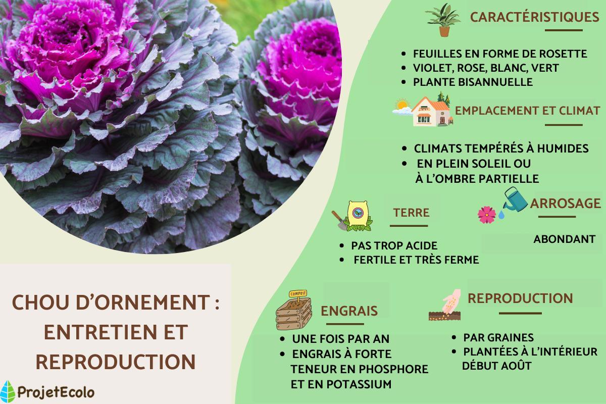 Chou d'ornement : entretien et reproduction