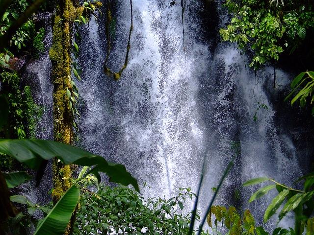 Forêt Tropicale - Caractéristiques, Flore Et Faune