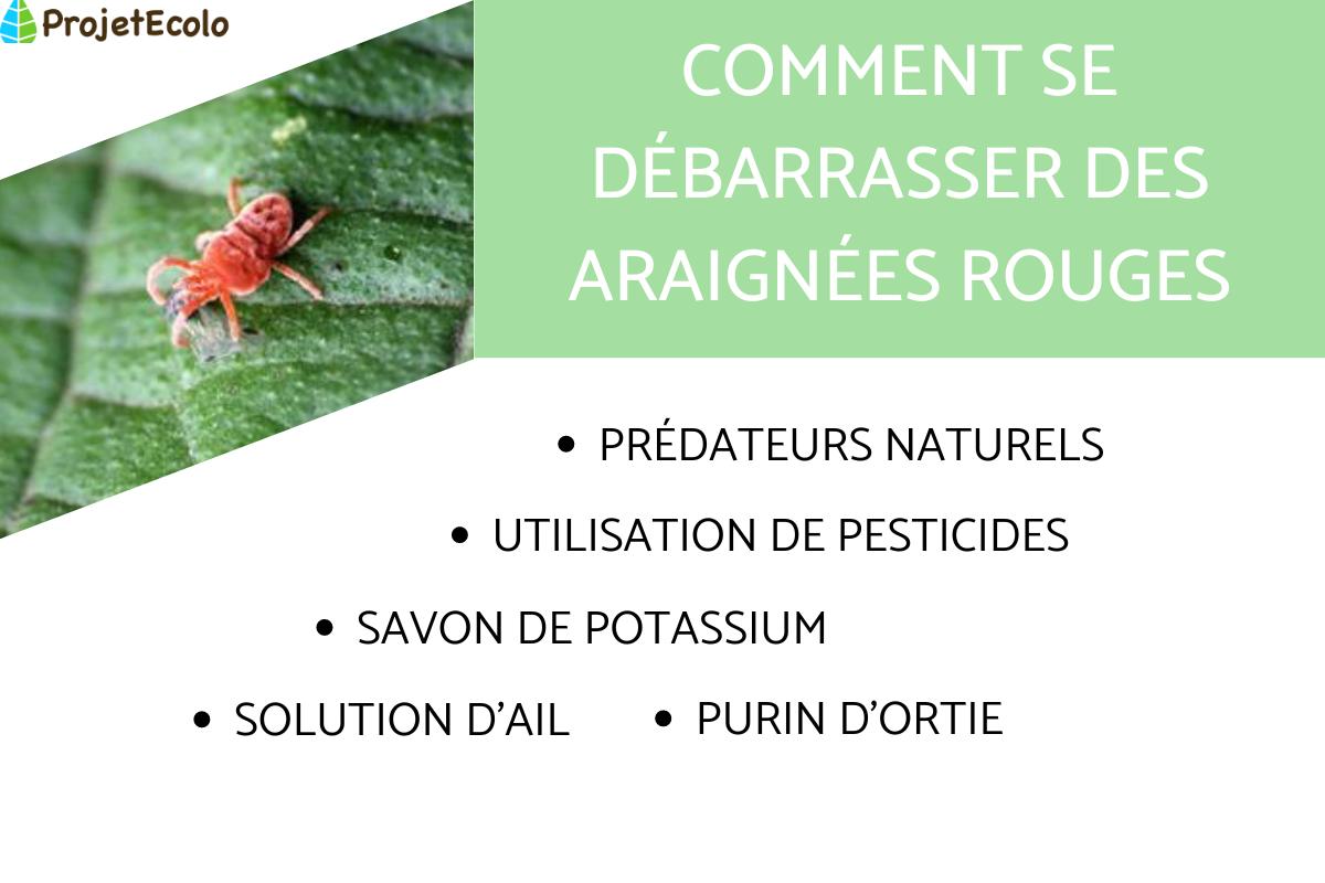 Comment se débarrasser des araignées rouges ou tétranyques