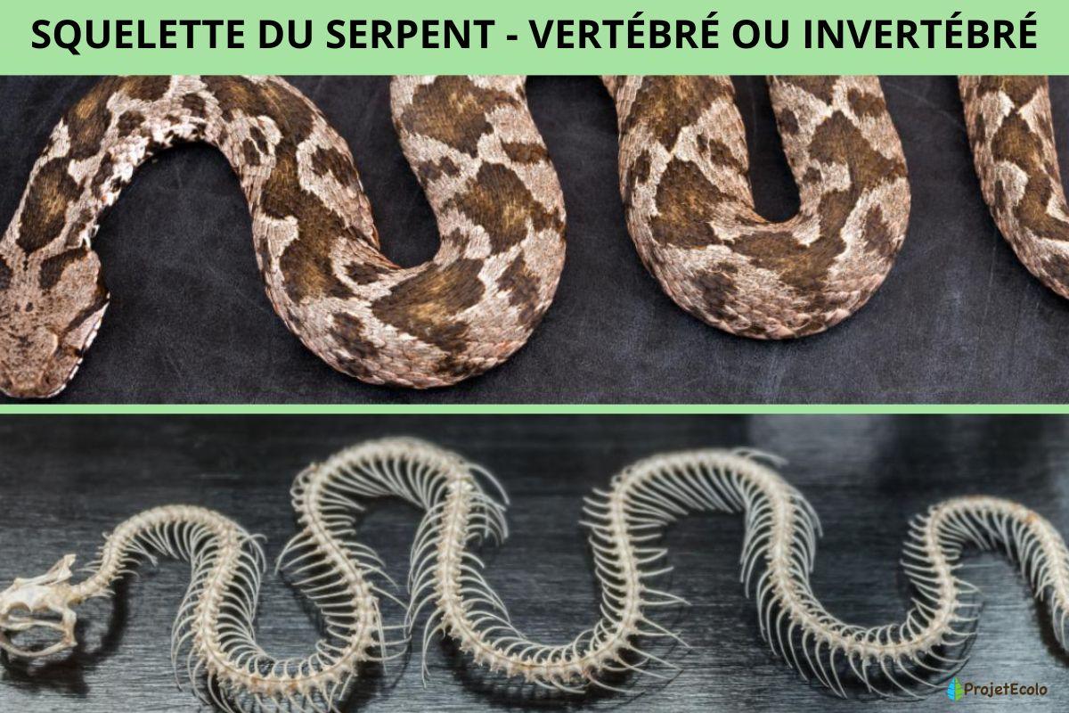 Squelette du serpent - Vertébré ou invertébré ?