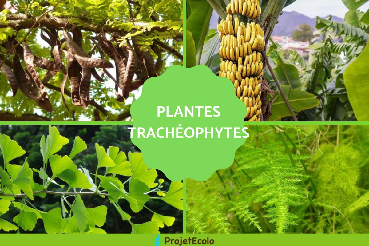 Trachéophytes : Définition, classification, caractéristiques et exemples