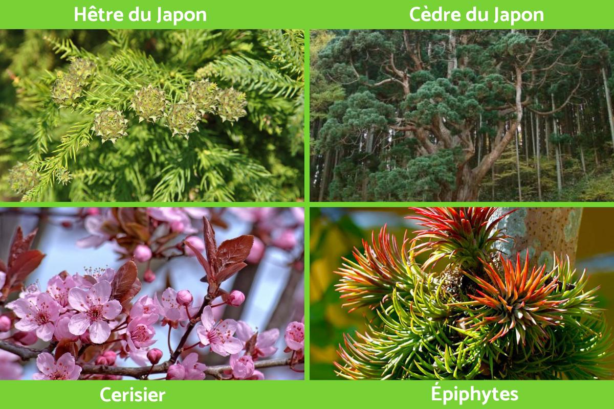 Faune et flore du Japon CARACTÉRISTIQUES et EXEMPLES — free download