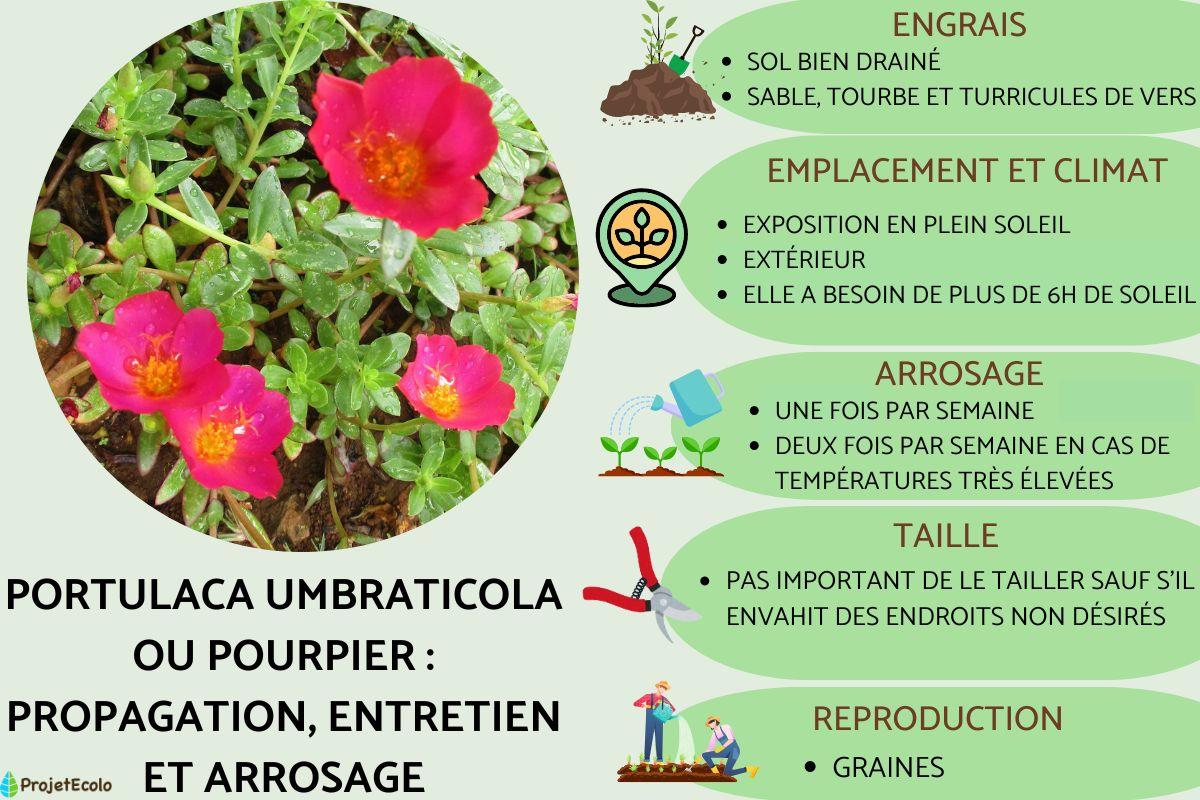 Portulaca umbraticola ou pourpier : propagation, entretien et arrosage