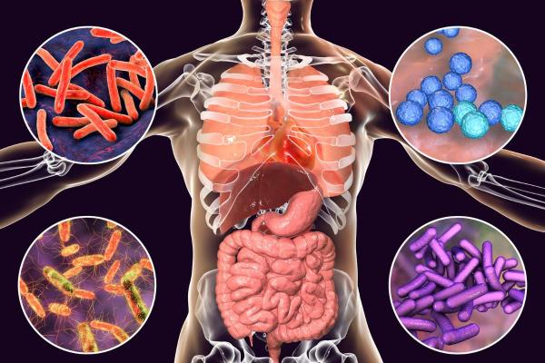 Microbiome : Définition, rôle et exemples - Microbiome humain 