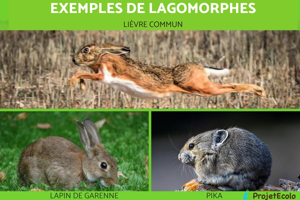 Lagomorphes : exemples et caractéristiques