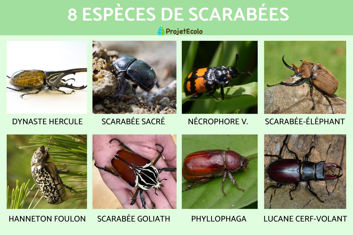 Les scarabées - Liste, espèces et caractéristiques