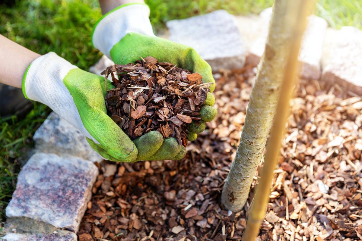 Paillage ou mulching : c'est quoi, types et comment le faire