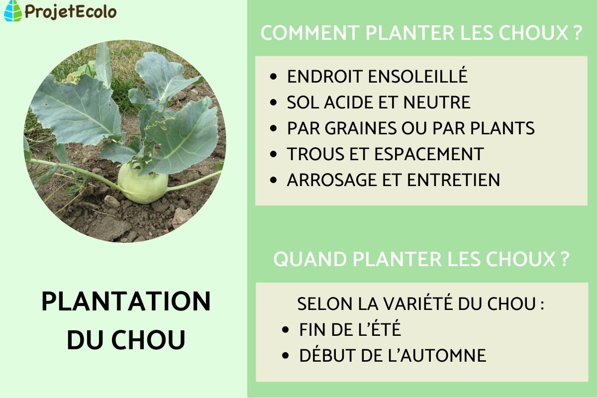 Quand et comment planter les choux