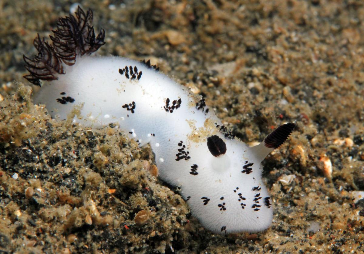 Lapin de mer : caractéristiques, habitat, reproduction