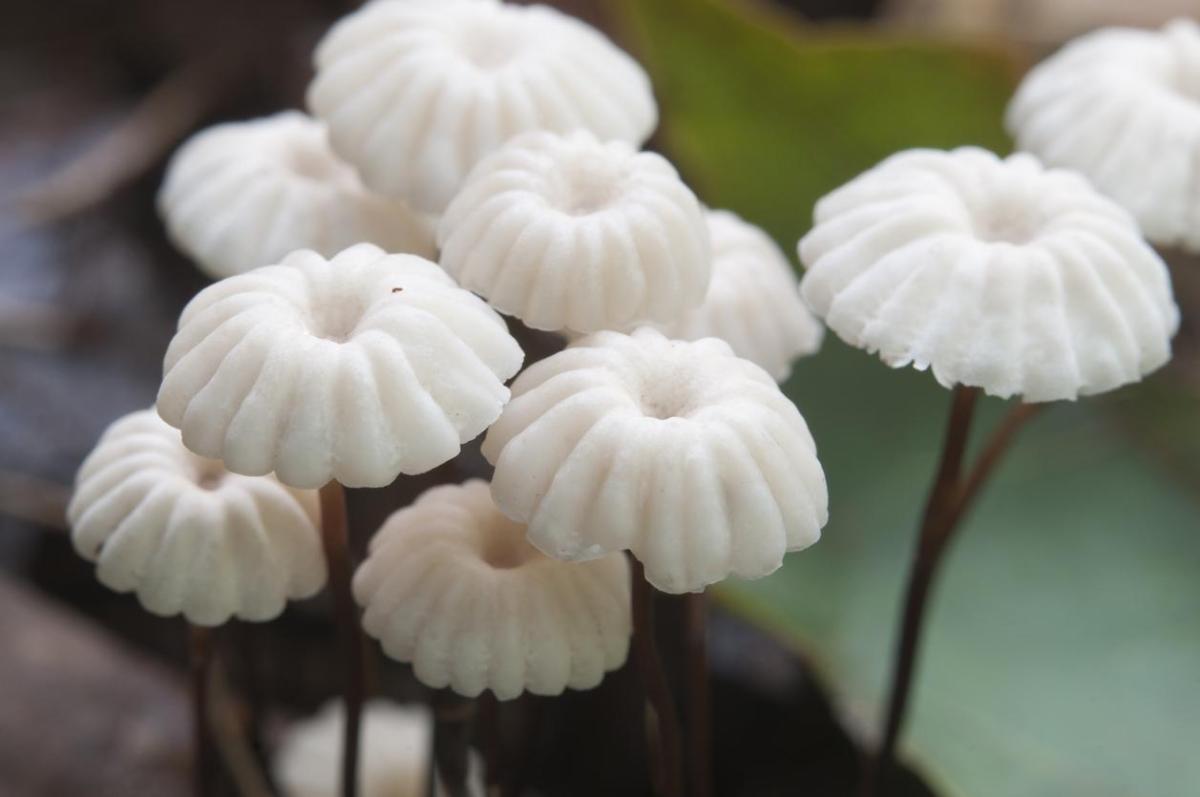 Saprophyte - Définition et exemples