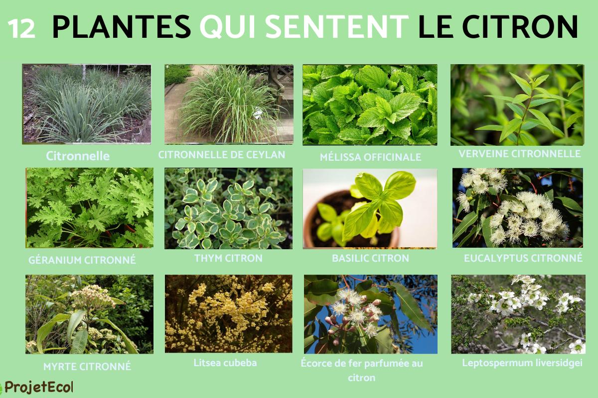 Plante qui sent le citron
