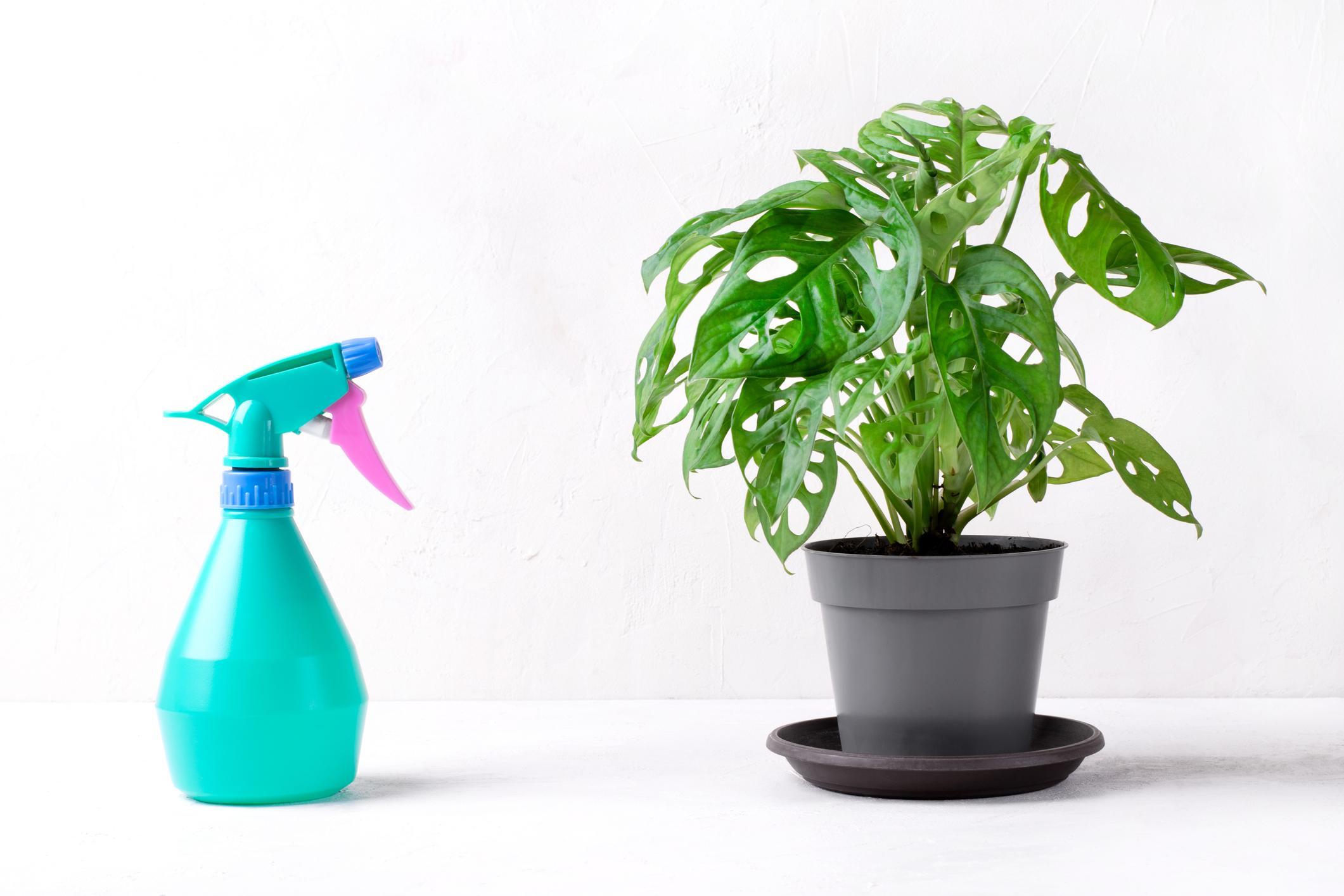 MONSTERA ADANSONII ENTRETIEN, REPRODUCTION et FEUILLES JAUNES