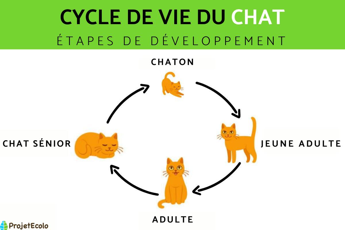 Cycle de vie du chat