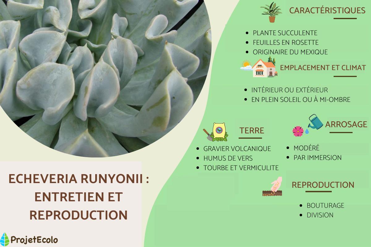 Echeveria runyonii : entretien et reproduction
