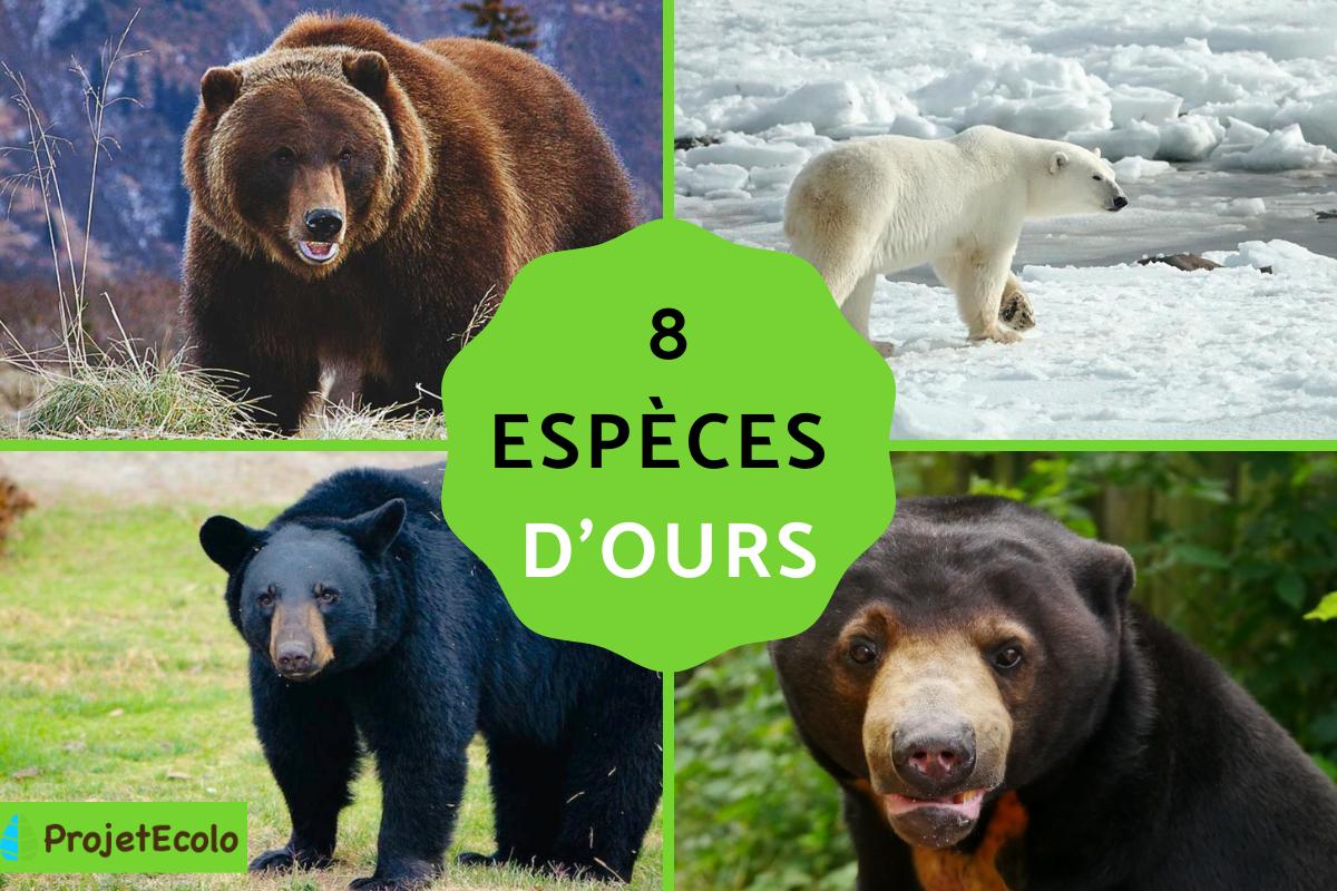 Espèces d'ours - Liste, noms et photos