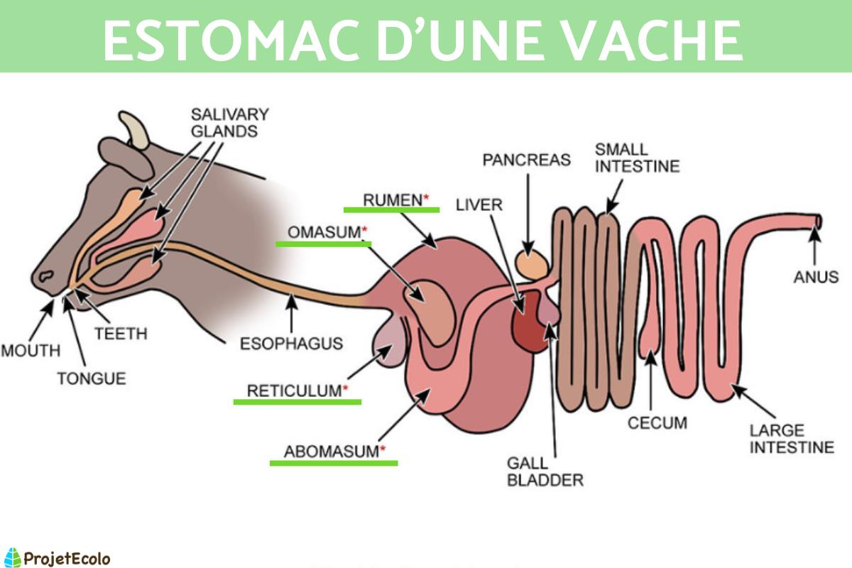 Estomac de la vache : nombre, anatomie et fonctions
