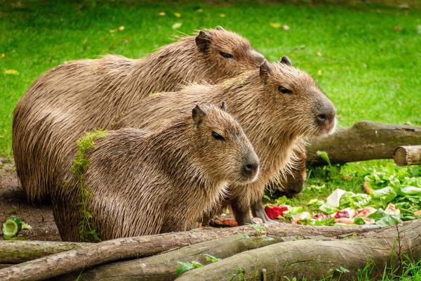 Capybara : caractéristiques, habitat et régime alimentaire