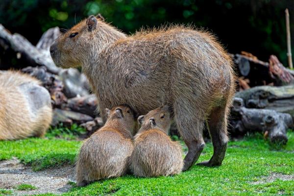 Capybara : caractéristiques, habitat et régime alimentaire - Reproduction du capybara