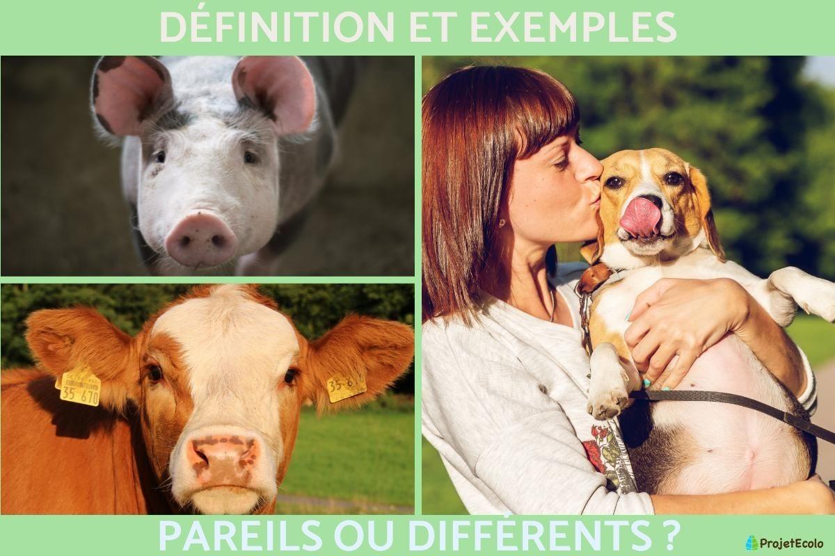 Spécisme : Définition et exemples