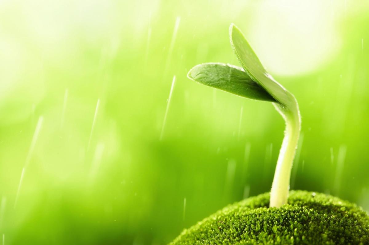 Cycle de vie d'une plante à fleur et asexuée