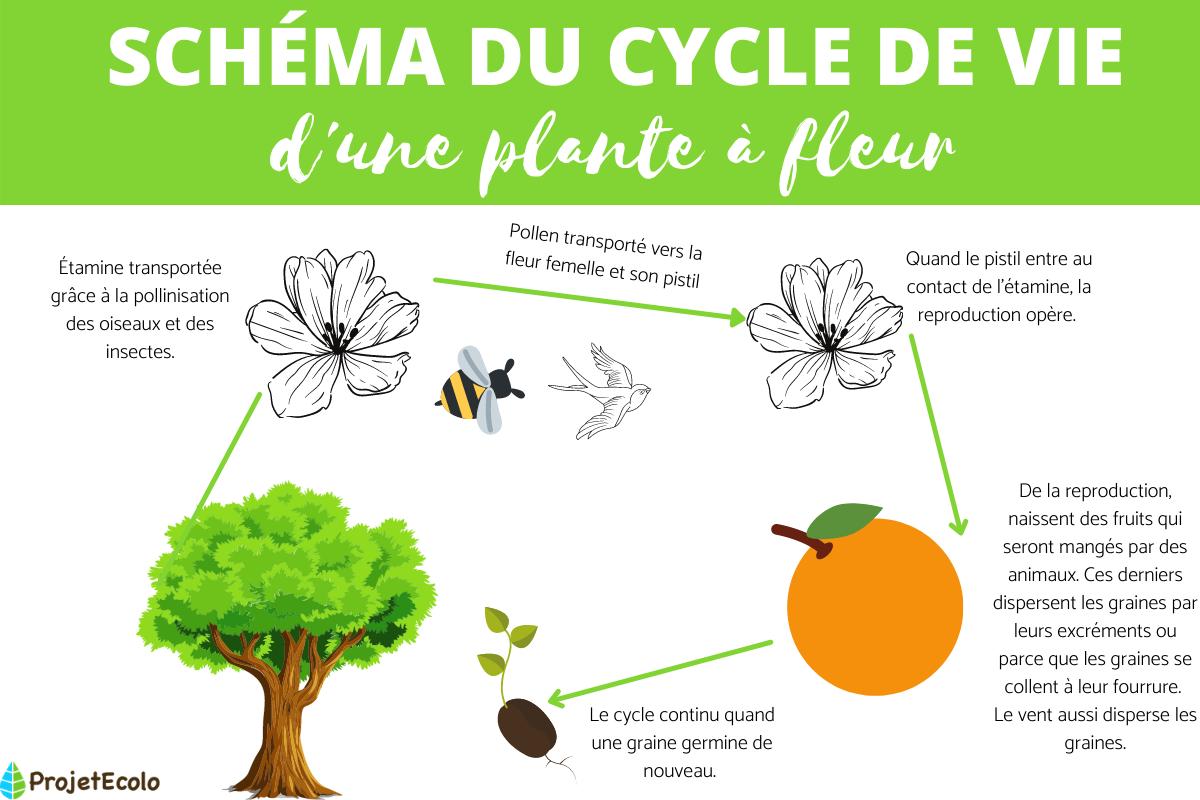 Le Cycle Vie L Arbre M canisme Vitaux De L Arbre VPOTK Le Cycle Vie L Arbre M canisme Vitaux De L Arbre VPOTK