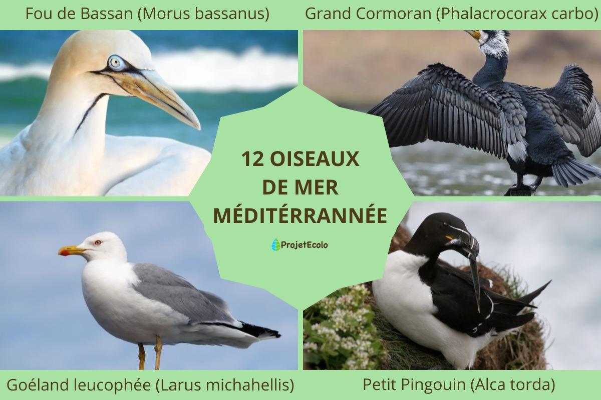 Oiseaux de mer Méditérrannée