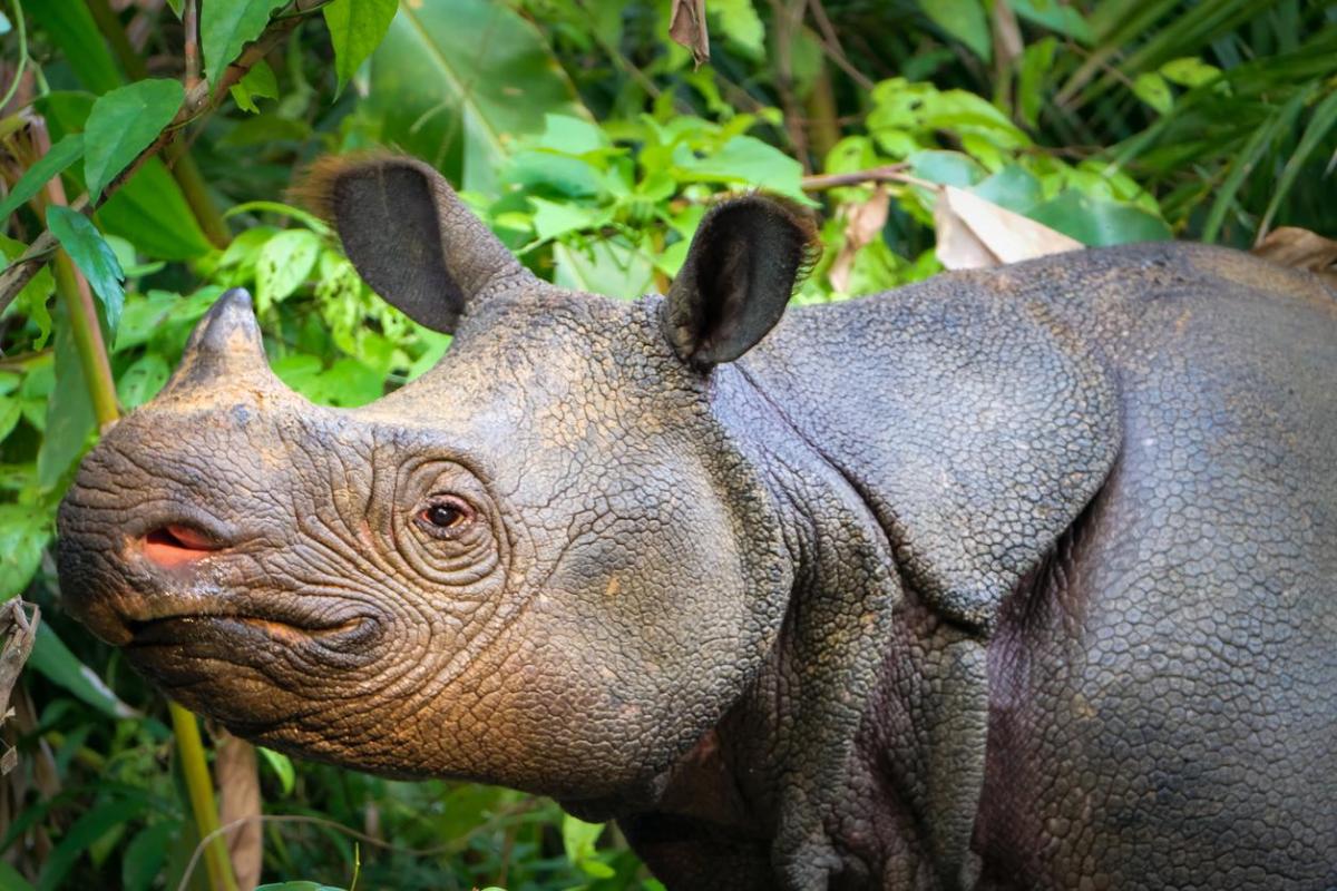 Rhinocéros en voie de disparition